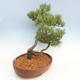 Bonsai im Freien - Pinus Mugo - kniende Kiefer - 2/4