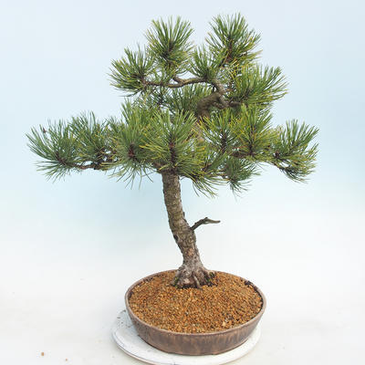 Bonsai im Freien - Pinus Mugo - kniende Kiefer - 2