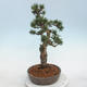 Bonsai im Freien - Pinus Mugo - kniende Kiefer - 2/5