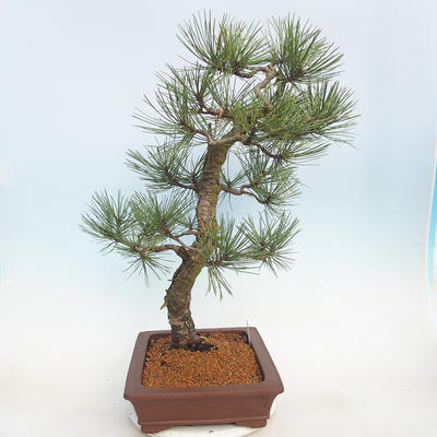 Bonsai im Freien - Pinus Nigra - Schwarzkiefer - 2
