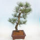 Bonsai im Freien - Pinus Nigra - Schwarzkiefer - 2/5