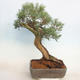Bonsai im Freien - Juniperus chinensis - chinesischer Wacholder - 2/5