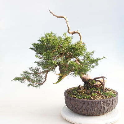 Bonsai im Freien - Juniperus chinensis Itoigawa - chinesischer Wacholder - 2