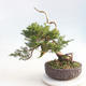 Bonsai im Freien - Juniperus chinensis Itoigawa - chinesischer Wacholder - 2/6