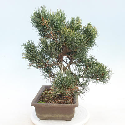 Bonsai im Freien - Pinus parviflora - kleinblumige Kiefer - 2