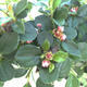 Outdoor Bonsai-Cotoneaster horizontalis-Steingarten - 2/2