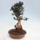 Indoor-Bonsai - Olea europaea sylvestris - Europäisches kleinblättriges Olivenöl - 2/6