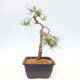 Bonsai im Freien - Pinus Sylvestris - Waldkiefer - 2/4