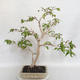 Indoor Bonsai - Australische Kirsche - Eugenia uniflora - 2/4