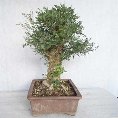 Innenbonsai - Fraxinus angustifolia - Innenasche - 2