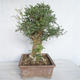 Innenbonsai - Fraxinus angustifolia - Innenasche - 2/4