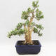 Innenbonsai - Buxus harlandii - Korkbuchsbaum - 2/7