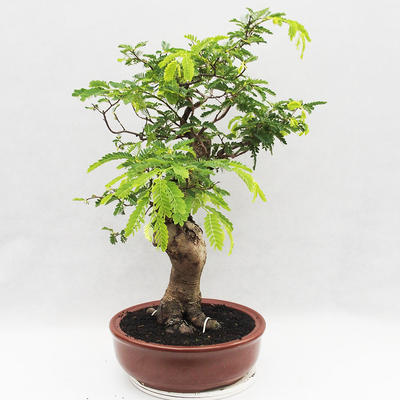 Indoor Bonsai -Phyllanthus Niruri- Smuteň - 2