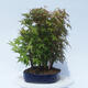 Acer palmatum - Ahorn - Hain - 2/5