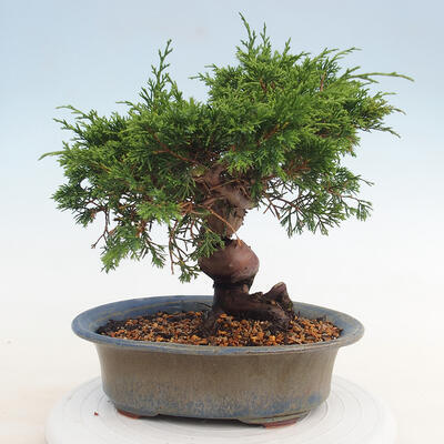 Outdoor-Bonsai - Juniperus chinensis Itoigawa - Chinesischer Wacholder - 2