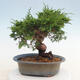 Outdoor-Bonsai - Juniperus chinensis Itoigawa - Chinesischer Wacholder - 2/4