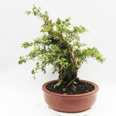 Indoor-Bonsai - Cudrania equisetifolia - 2