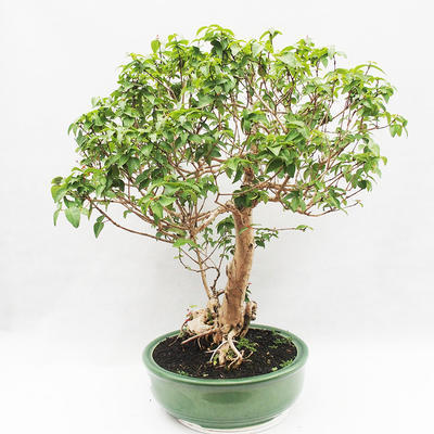 Indoor Bonsai - Australische Kirsche - Eugenia uniflora - 2