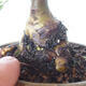 Outdoor-Bonsai - Ulmus parvifolia SAIGEN - Kleinblättrige Ulme - 2/7