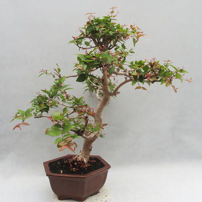 Zimmer Bonsai - Australische Kirsche - Eugenia uniflora - 2