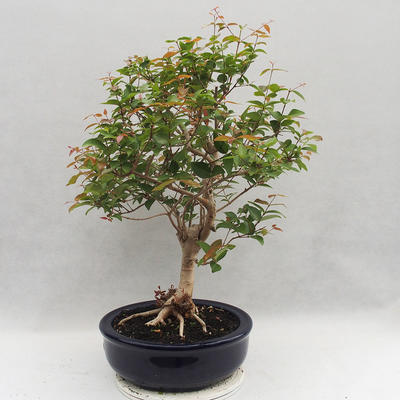 Indoor Bonsai - Australische Kirsche - Eugenia uniflora - 2