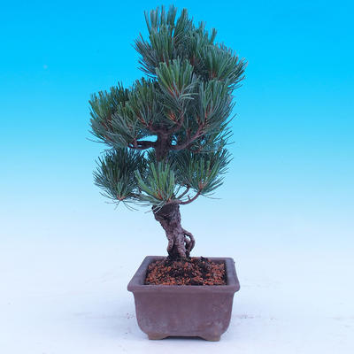Outdoor-Bonsai -Borovice drobnokvětá - Pinus parviflora glauca - 2