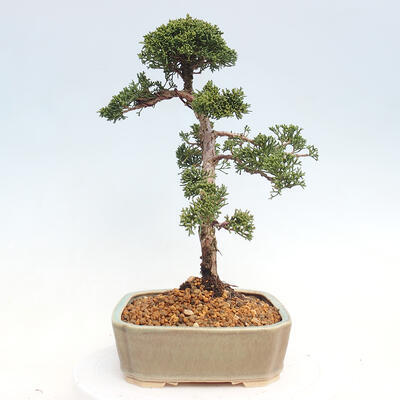 Outdoor-Bonsai - Juniperus chinensis Kishu - Chinesischer Wacholder - 2