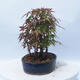 Acer palmatum - Ahorn - Hain - 2/5