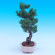 Outdoor-Bonsai -Borovice drobnokvětá - Pinus parviflora glauca - 2/7