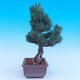 Outdoor-Bonsai -Borovice drobnokvětá - Pinus parviflora glauca - 2/7