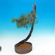 Bonsai im Freien - Pinus Sylvestris - Waldkiefer - 2/3