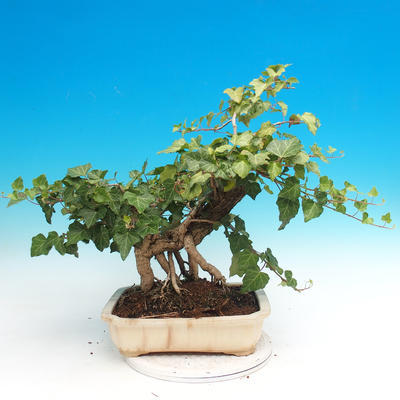 Outdoor bonsai- Hedera - Efeu - 2