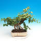 Outdoor bonsai- Hedera - Efeu - 2/2