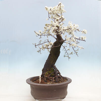 Bonsai im Freien - Prunus spinosa - Schlehe - 2