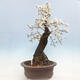 Bonsai im Freien - Prunus spinosa - Schlehe - 2/6