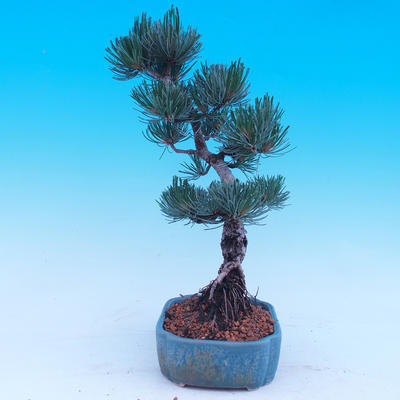 Outdoor-Bonsai -Borovice drobnokvětá - Pinus parviflora glauca - 2