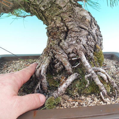 Bonsai im Freien - Pinus thunbergii - Thunbergova-Kiefer - 2