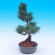 Outdoor-Bonsai -Borovice drobnokvětá - Pinus parviflora glauca - 2/6