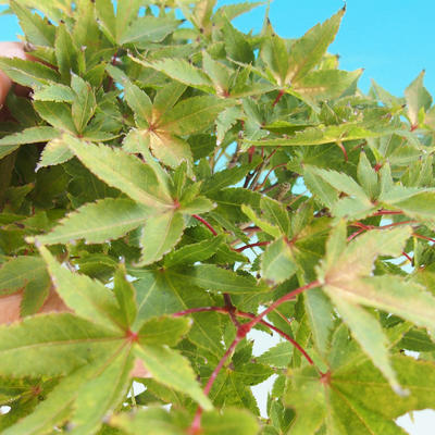 Outdoor-Bonsai-Acer Palmatum Aureum - Golden Maple Maple - 2