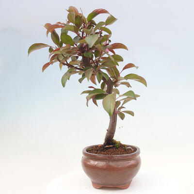 Freilandbonsai - Malus Domestica - Kleinfruchtiger rotblättriger Apfelbaum - 2
