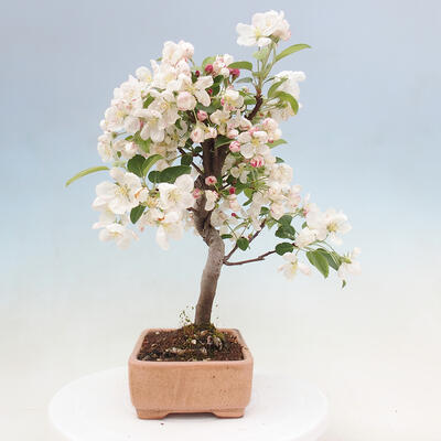 Bonsai im Freien - Malus halliana - Kleinfruchtiger Apfelbaum - 2