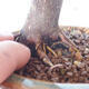 Outdoor-Bonsai - Acer-Palme. Atropurpureum-Rotes Palmblatt - 2/5