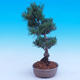 Outdoor-Bonsai -Borovice drobnokvětá - Pinus parviflora glauca - 2/6