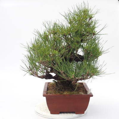 Pinus thunbergii Corticosa - Thunberg Kiefer - 2