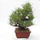Pinus thunbergii Corticosa - Thunberg Kiefer - 2/5