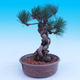 Outdoor-Bonsai -Borovice Thungergova - Pinus thunbergii - 2/5