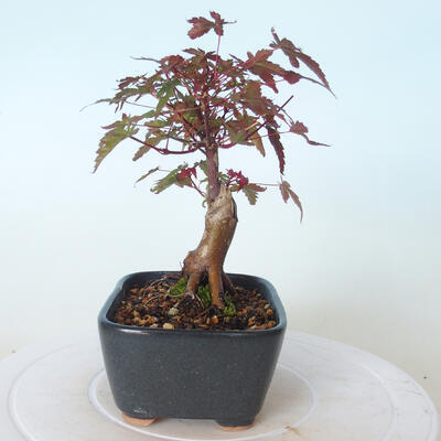 Outdoor-Bonsai - Ahorn palmatum DESHOJO - Ahorn palmate - 2