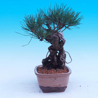 Outdoor-Bonsai -Borovice Thungergova - Pinus thunbergii - 2