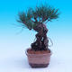 Outdoor-Bonsai -Borovice Thungergova - Pinus thunbergii - 2/5