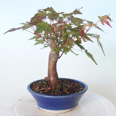 Outdoor-Bonsai - Ahorn palmatum sangokaku - Ahornpalmenblatt - 2